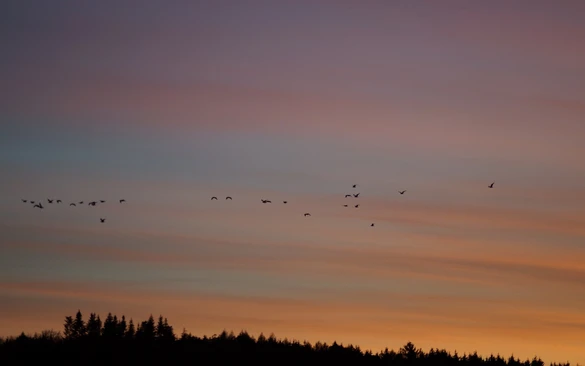 Vögel ziehen in den Sonnenuntergang